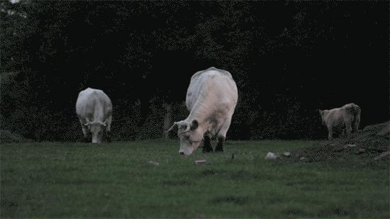 Cinemagraph example Cinemagraph example