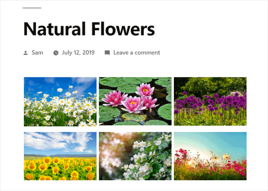 使用Envira Gallery创建的WordPress照片库 使用Envira Gallery创建的WordPress照片库